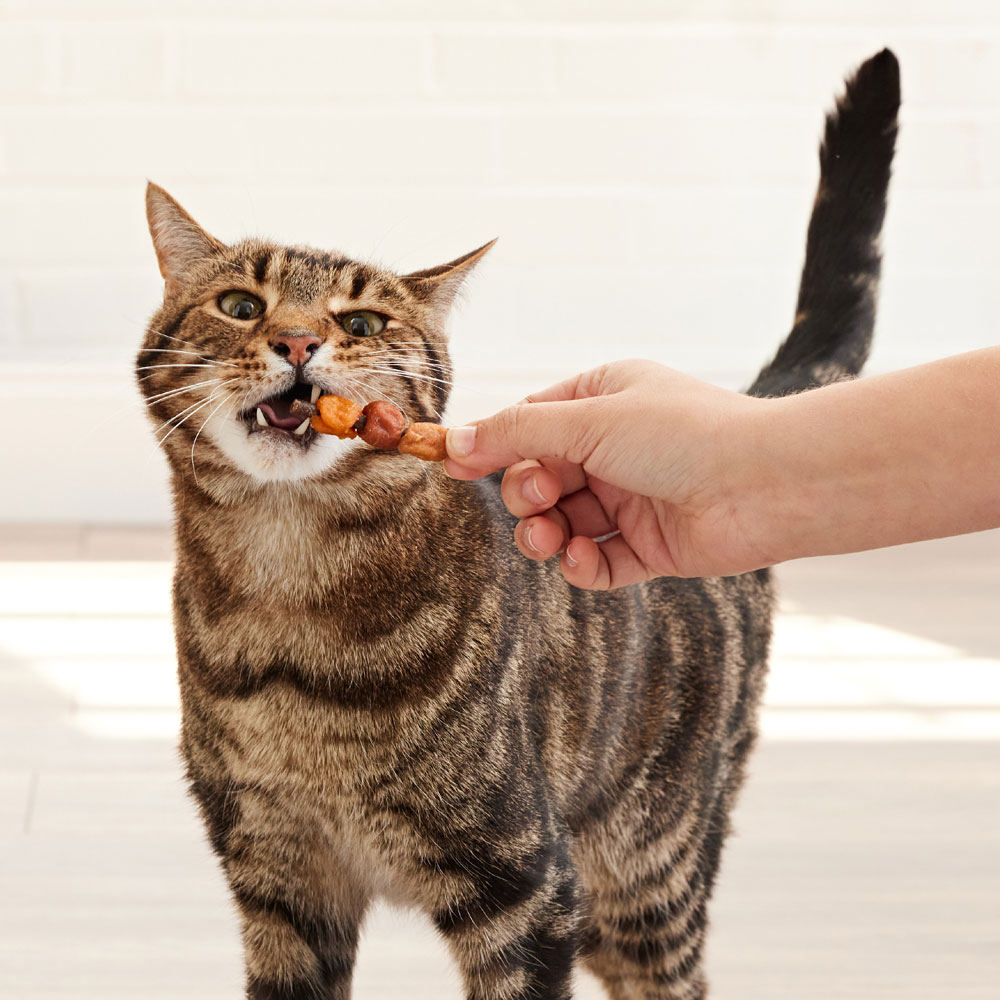 Long lasting clearance cat treats